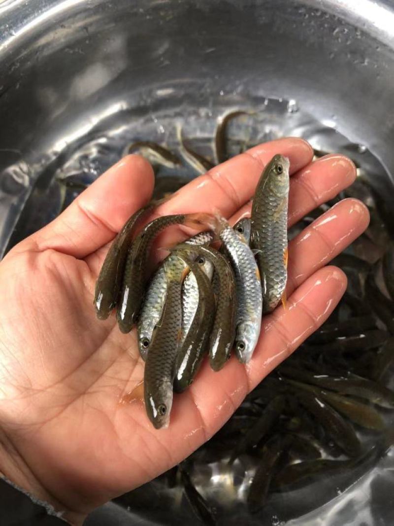 中华倒刺鲃鱼苗货源足价格优