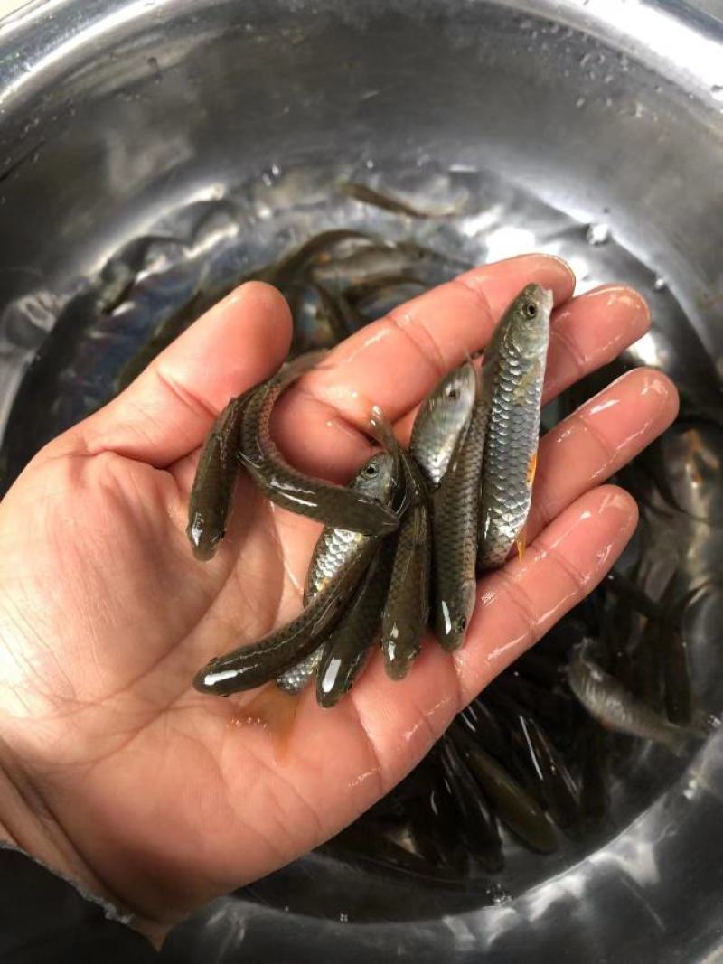 中华倒刺鲃鱼苗货源足价格优