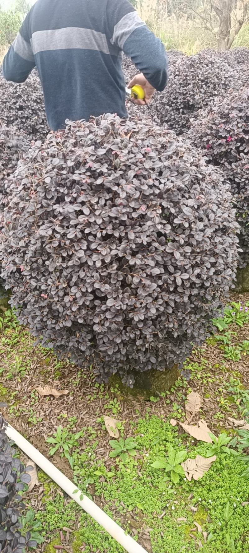 常年供应红花继木球几万颗，60/100公分袋苗