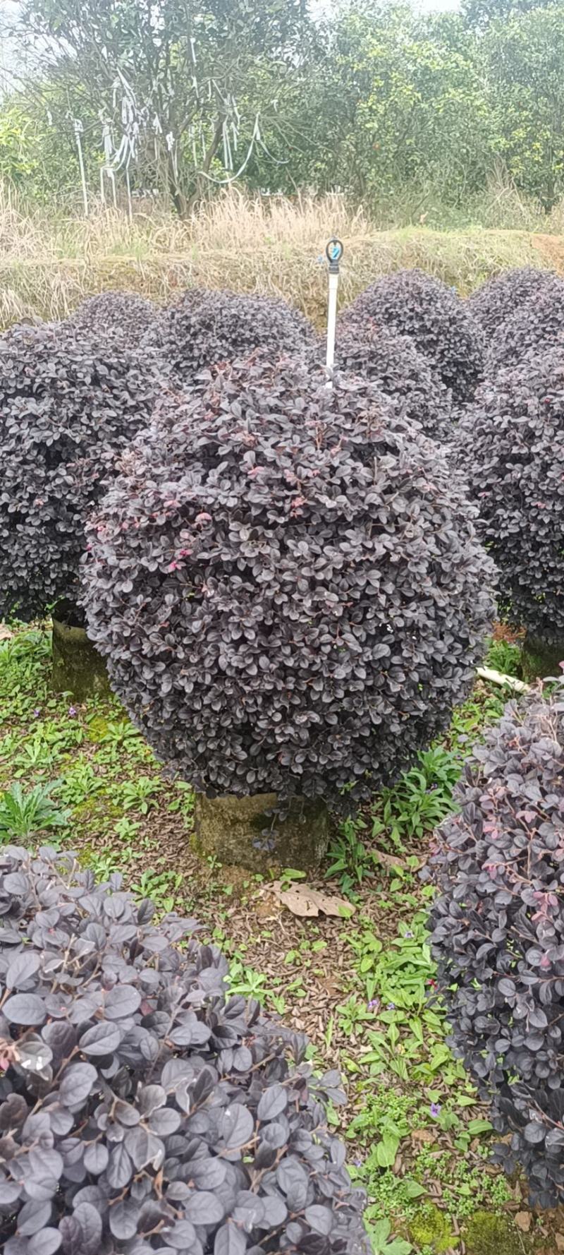 常年供应红花继木球几万颗，60/100公分袋苗