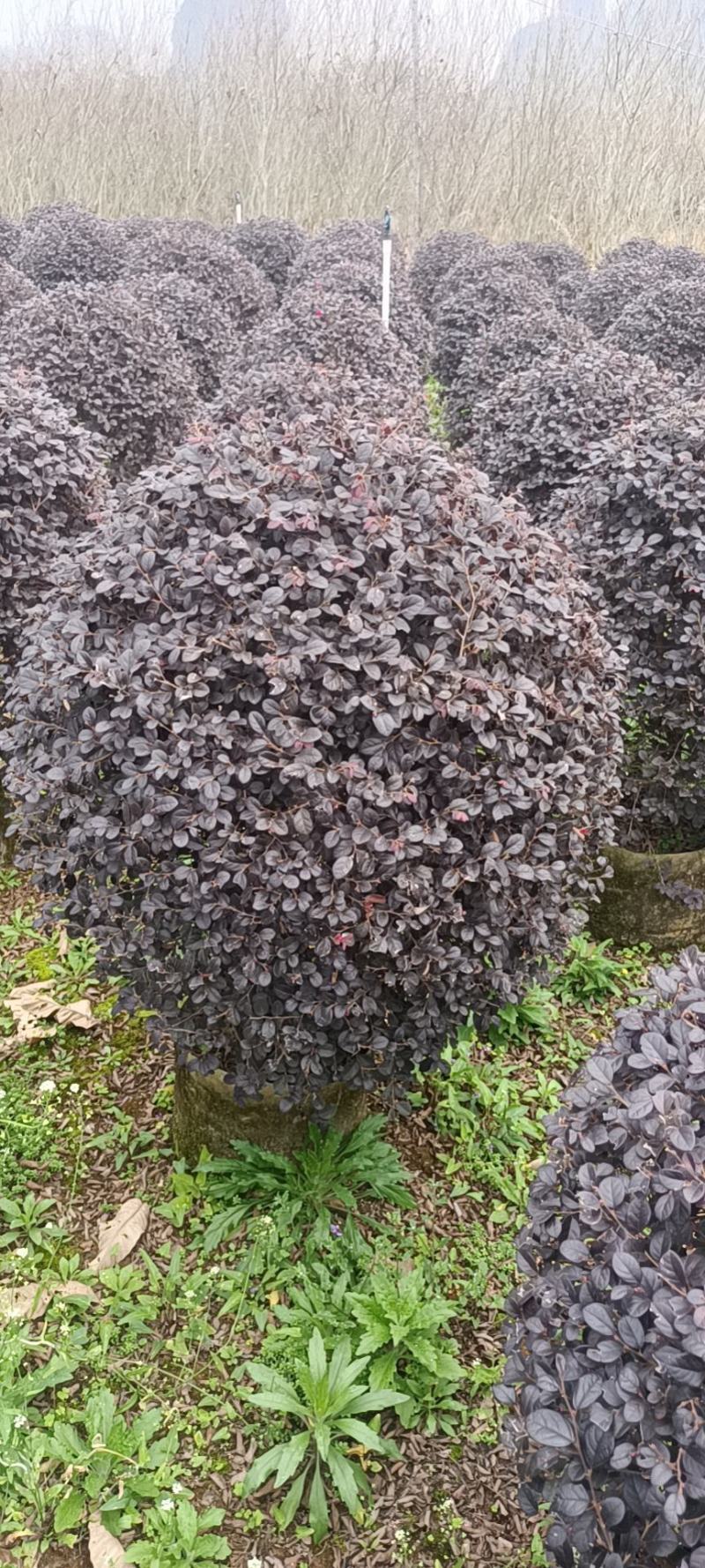 常年供应红花继木球几万颗，60/100公分袋苗