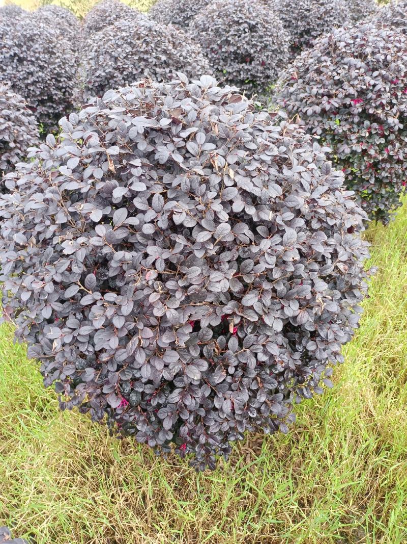 常年供应红花继木球几万颗，60/100公分袋苗