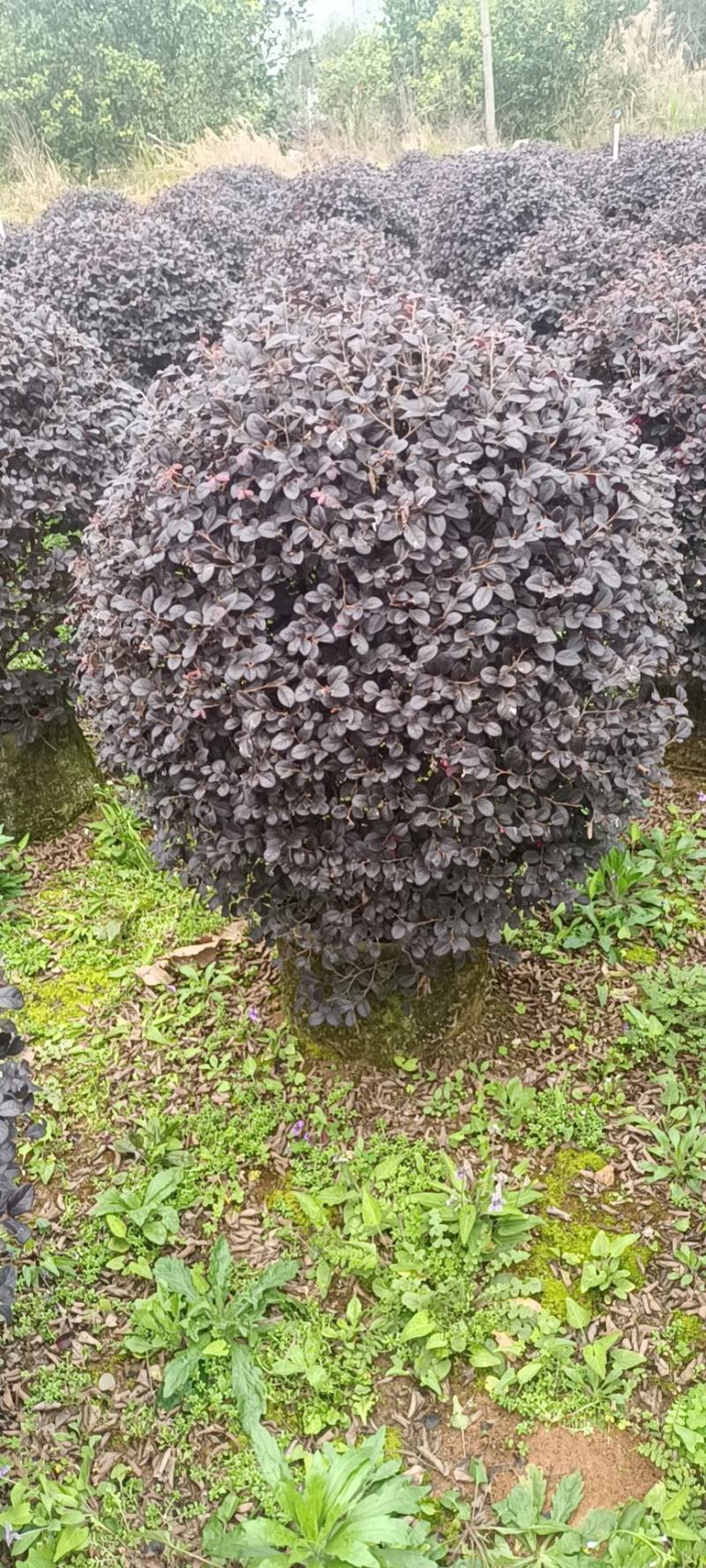常年供应红花继木球几万颗，60/100公分袋苗