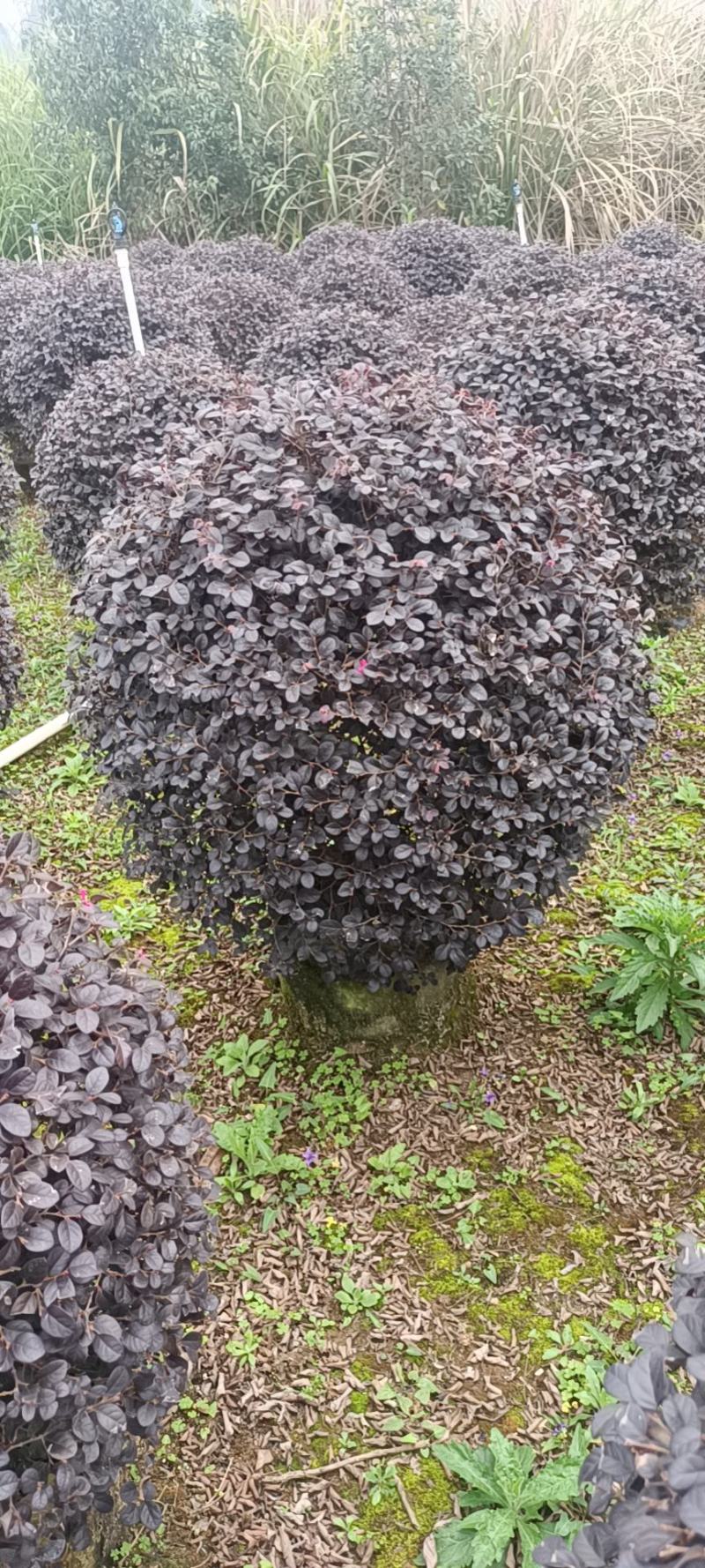 常年供应红花继木球几万颗，60/100公分袋苗