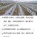 银黑双色地膜2丝超厚反光保湿降温除虫除草盖草果树果园蔬菜