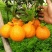 四川丑柑不知火，大量上市，货源充足，颜色火红，果肉脆甜