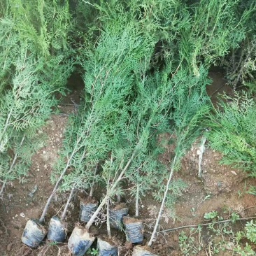 侧柏\侧柏苗\侧柏小苗\侧柏价格\侧柏基地\侧柏批发