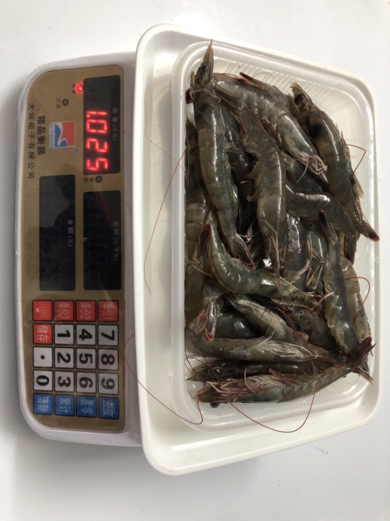 南美白虾