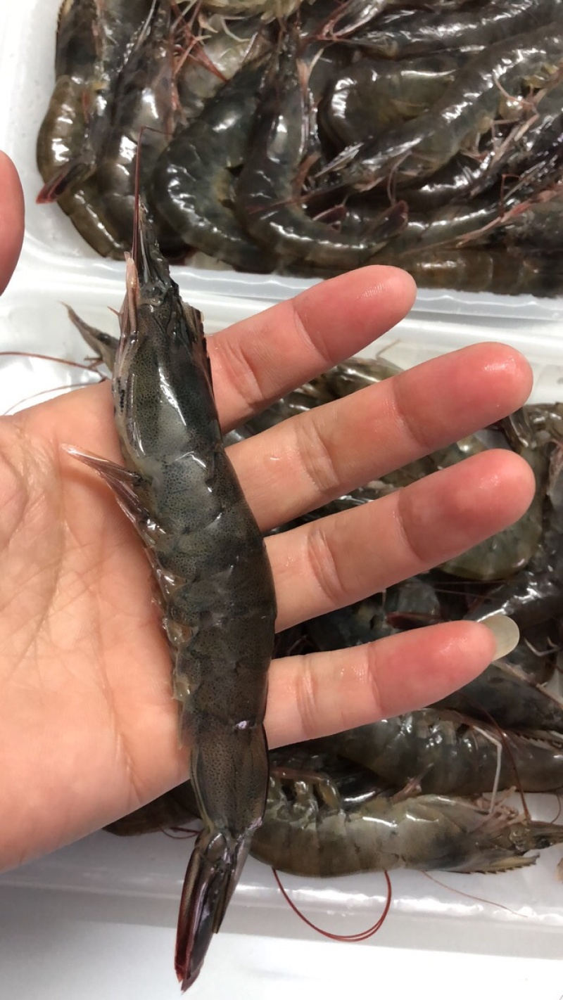 南美白虾