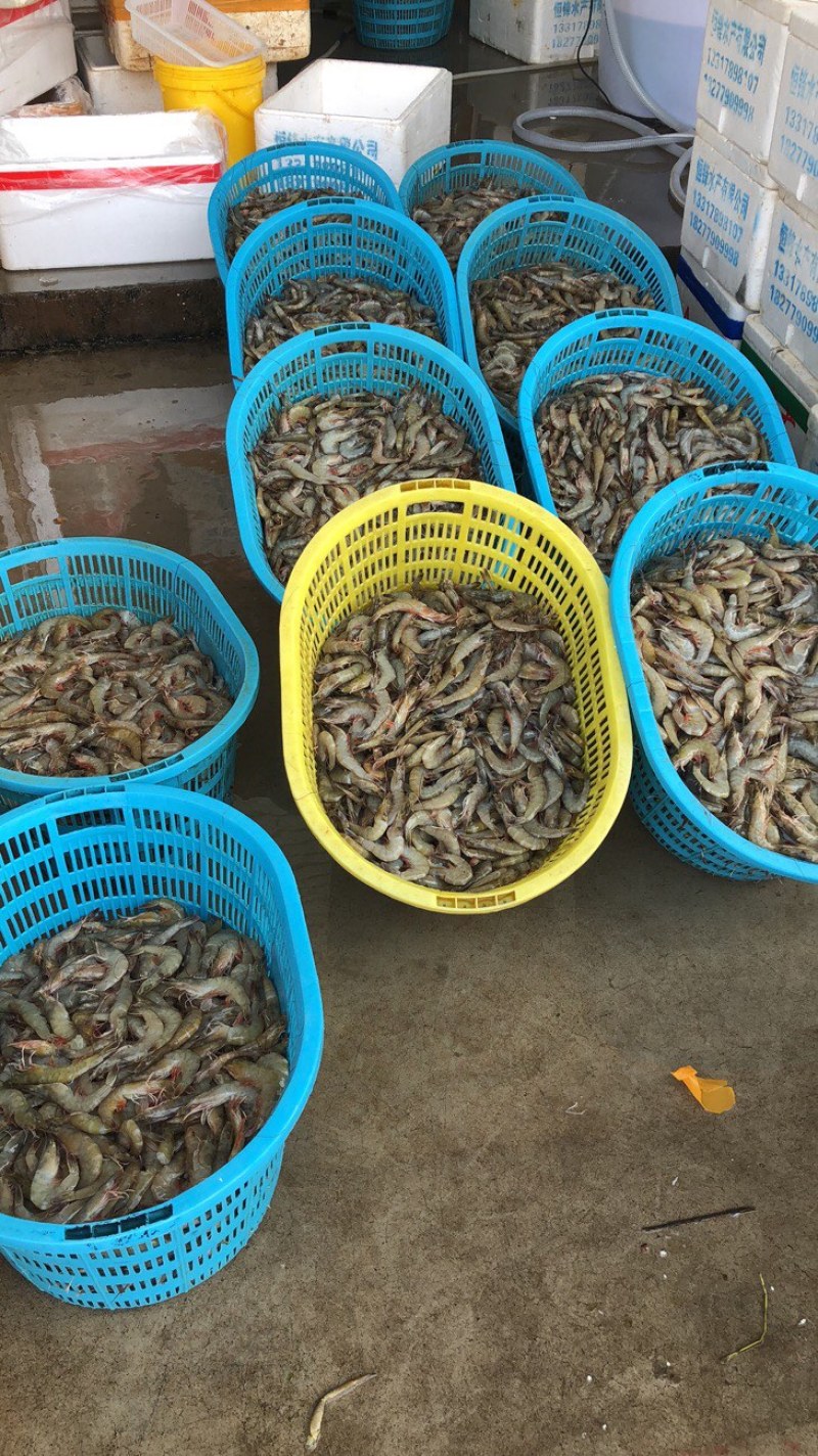 南美白虾