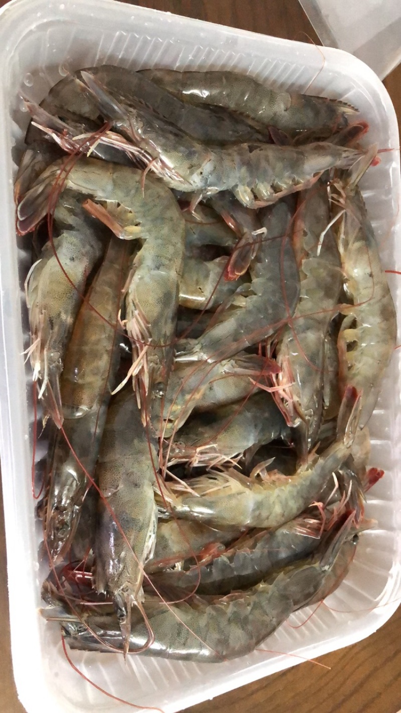 南美白虾