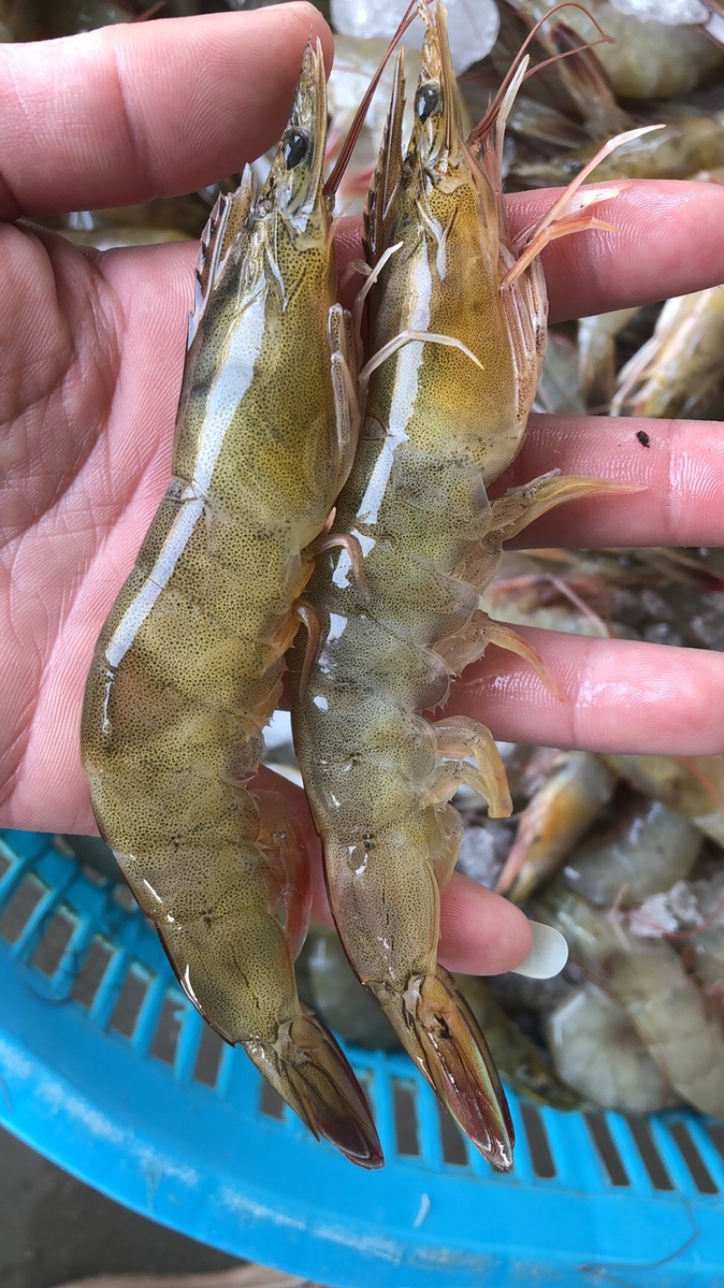 南美白虾