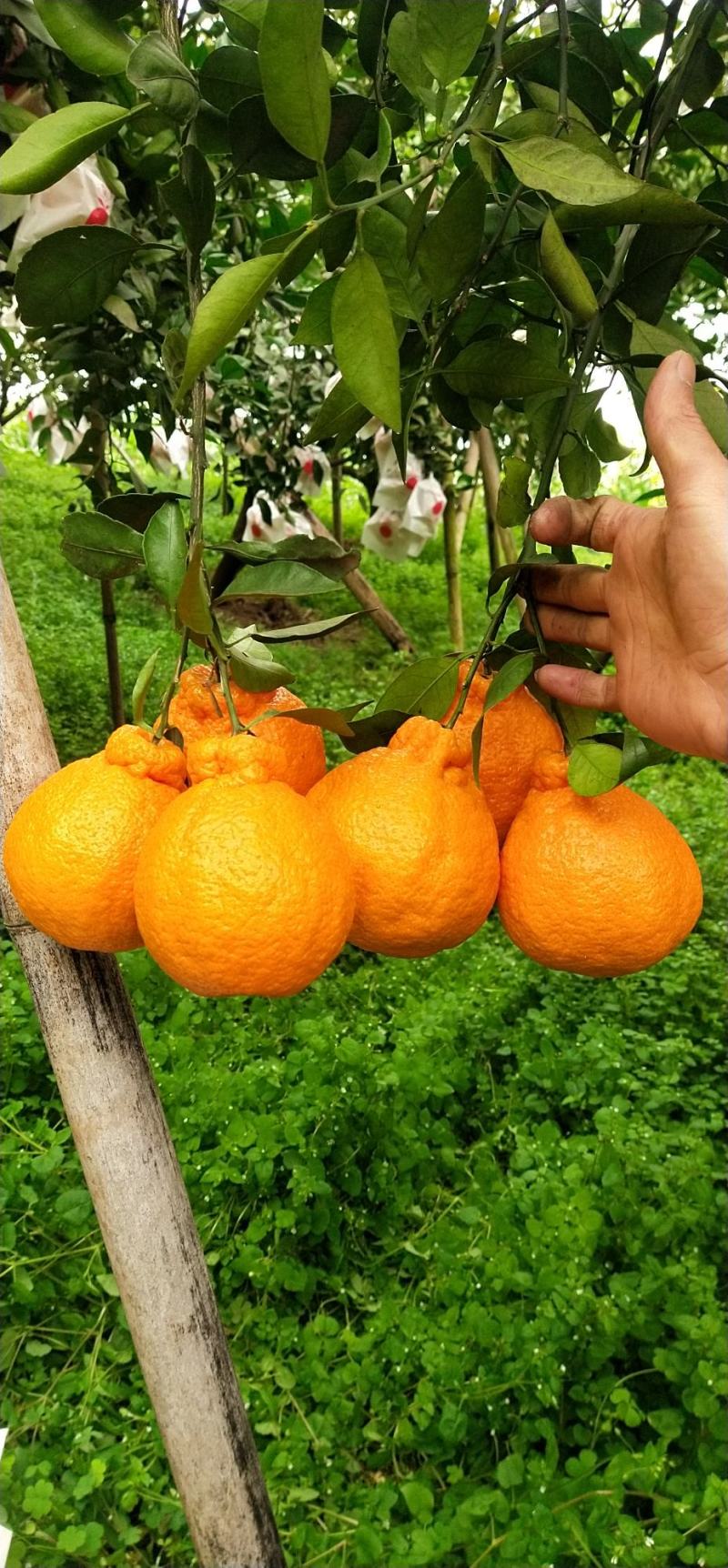 四川丑柑不知火，大量上市，货源充足，颜色火红，果肉脆甜