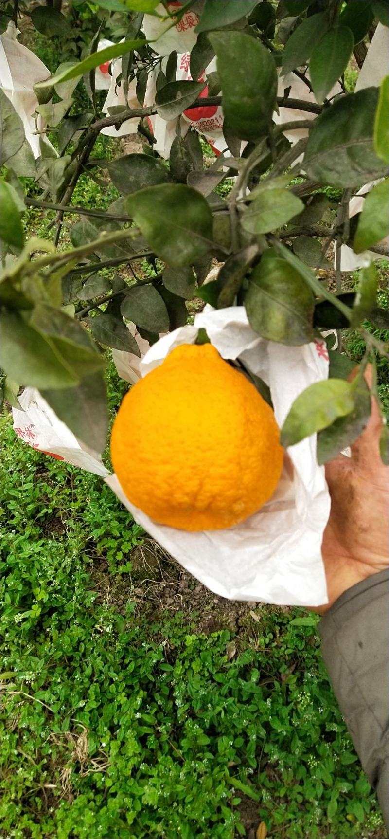 四川丑柑不知火，大量上市，货源充足，颜色火红，果肉脆甜