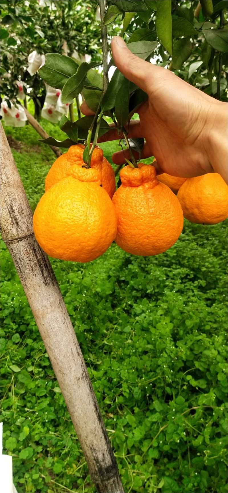 四川丑柑不知火，大量上市，货源充足，颜色火红，果肉脆甜