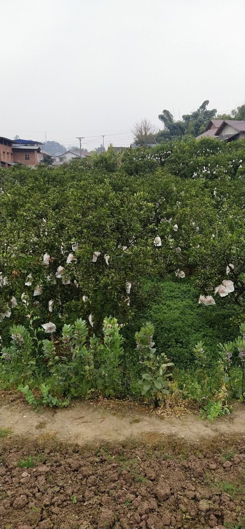 四川丑柑不知火，大量上市，货源充足，颜色火红，果肉脆甜
