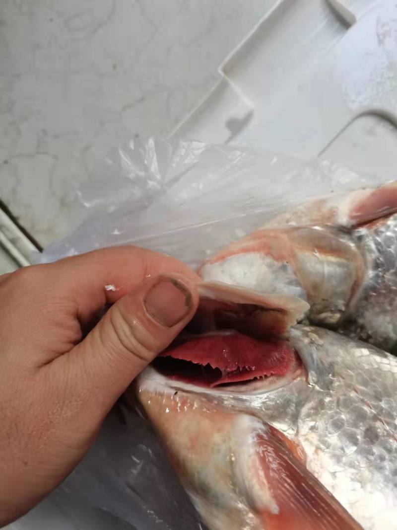 自家水库出产翘嘴鱼，新鲜自然生长，肉质细腻，大小规格都有