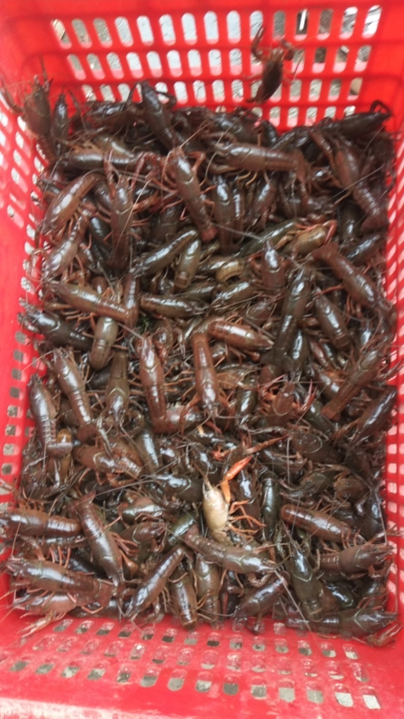 湖北洪湖产地清水品质小龙虾，肉质鲜嫩饱满，来电咨询