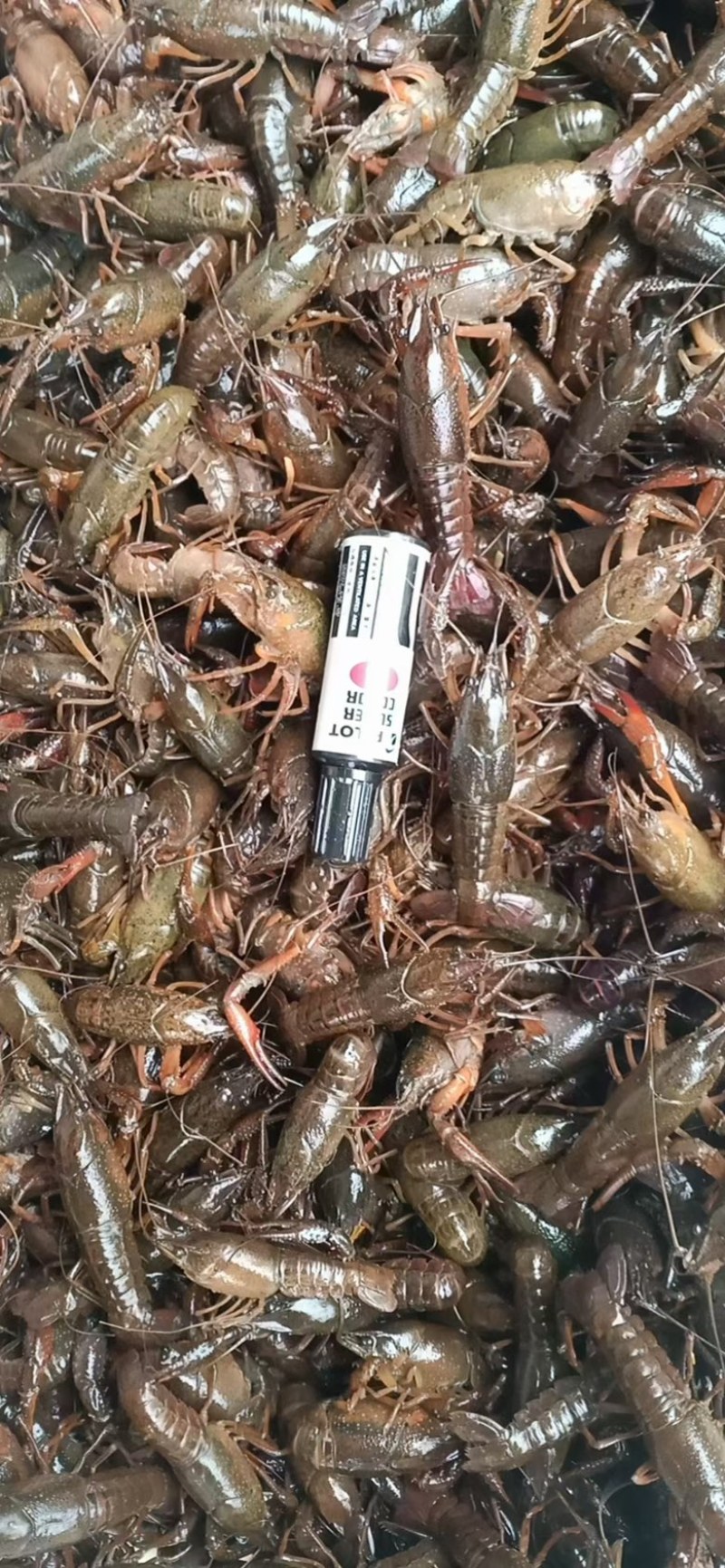 湖北洪湖产地清水品质小龙虾，肉质鲜嫩饱满，来电咨询