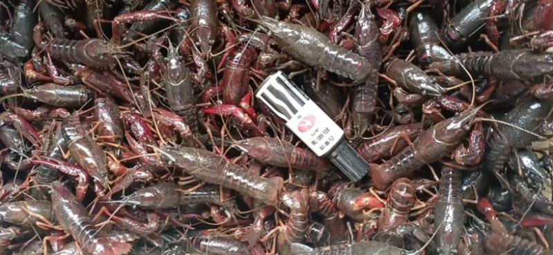 湖北洪湖产地清水品质小龙虾，肉质鲜嫩饱满，来电咨询