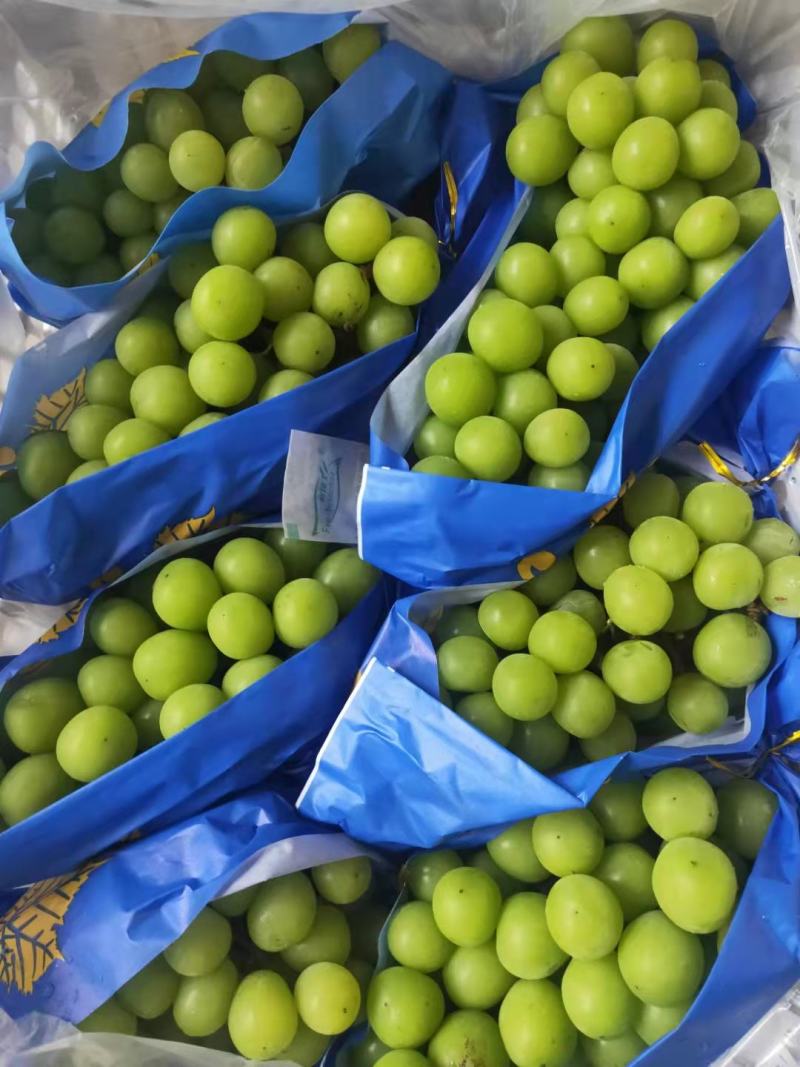 阳光玫瑰葡萄，5%以下1~2斤，