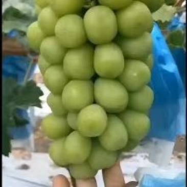 阳光玫瑰葡萄，5%以下1~2斤，