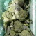 【精品】西兰花，万亩基地，整车大量供应，全国供应