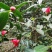 油茶苗红花油茶树苗大果红花油茶苗