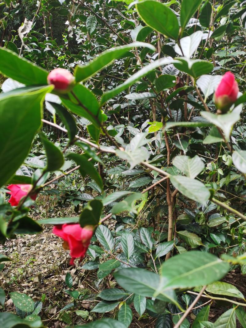 油茶苗红花油茶树苗大果红花油茶苗