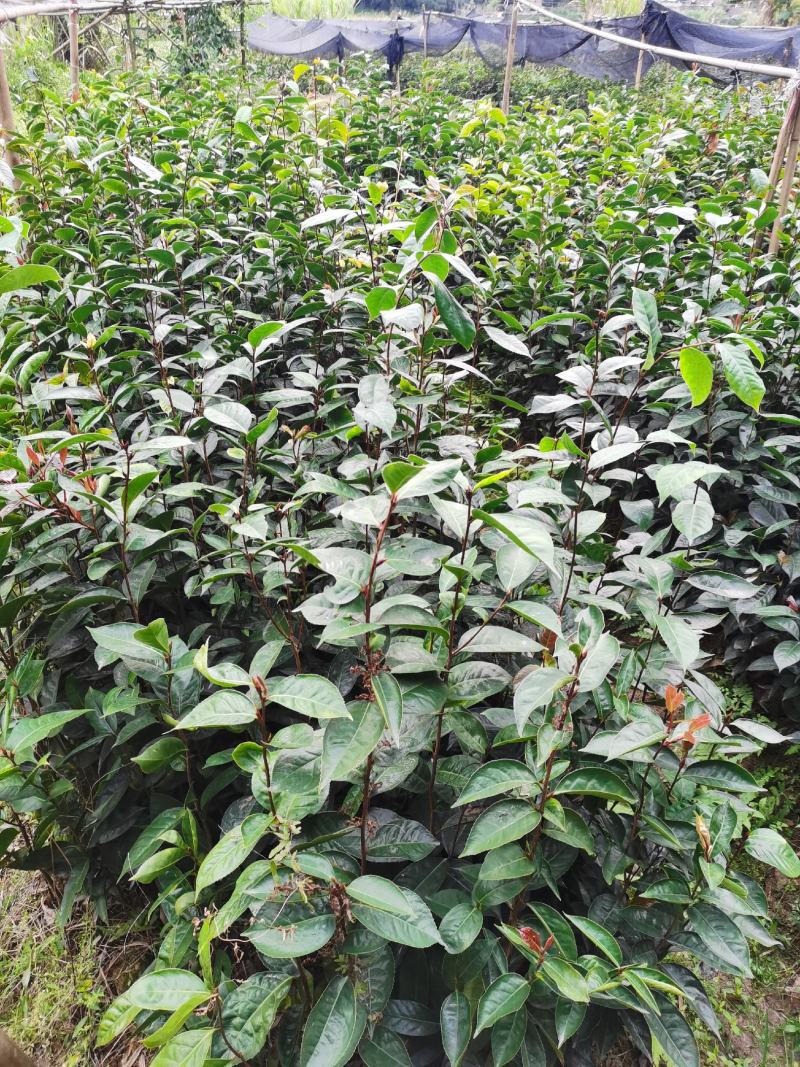 油茶苗红花油茶树苗大果红花油茶苗