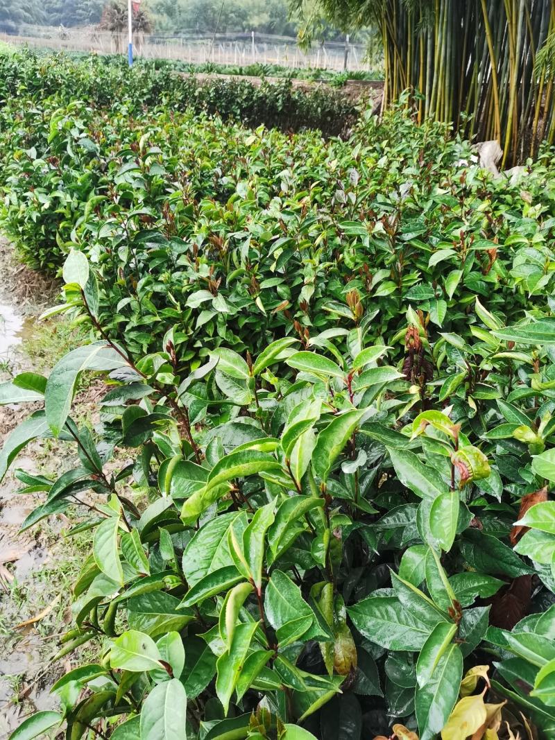 油茶苗红花油茶树苗大果红花油茶苗