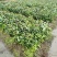 油茶苗油茶树红花油茶袋苗红花油茶树