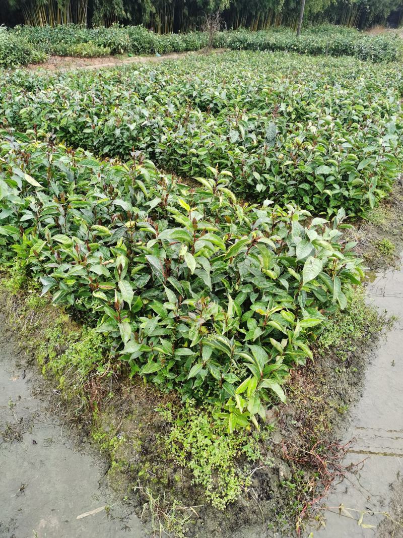 油茶苗油茶树红花油茶袋苗红花油茶树