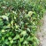 油茶苗油茶树红花油茶袋苗红花油茶树