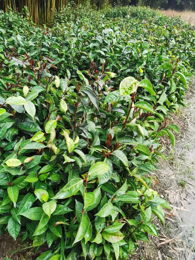 油茶苗油茶树红花油茶袋苗红花油茶树
