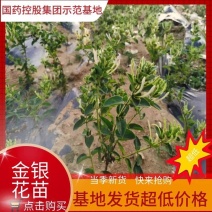 【合作社200亩】北花树型四季树型金银花苗药企合作包邮