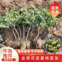 【放心苗】金银花苗四季树型2年生移栽苗直径0.8以上