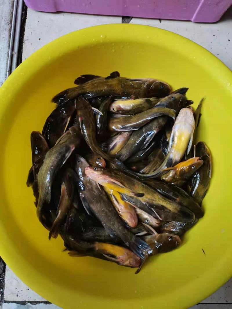 黄骨鱼，自家水库出产，纯自然生长，大小都有，每天量不多