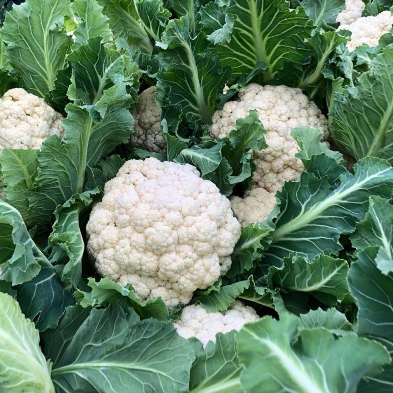 【精品】有机花菜大量上市中供应全国市场整车供应