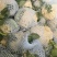 【精品】有机花菜大量上市中供应全国市场整车供应