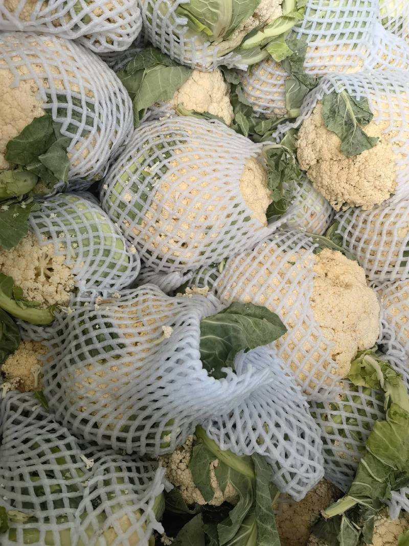 【精品】有机花菜大量上市中供应全国市场整车供应