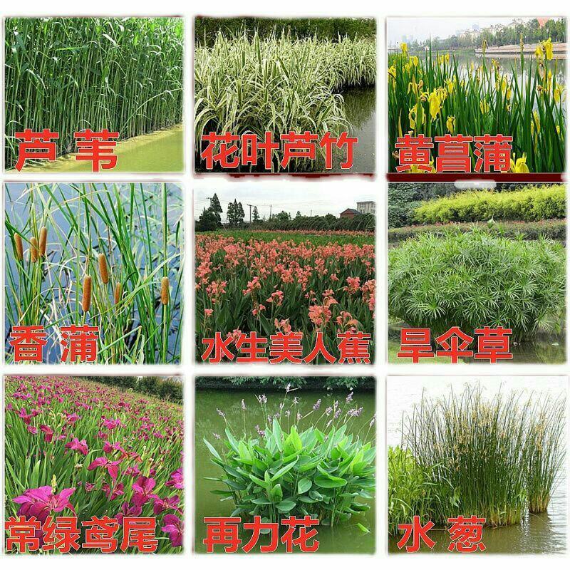 水生花卉植物红花美人蕉鸢尾再力花千屈菜梭鱼草旱伞草芦苇香