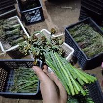 贵州山区青蕨菜鲜蕨菜蕨苔产地低价零售批发长期供应
