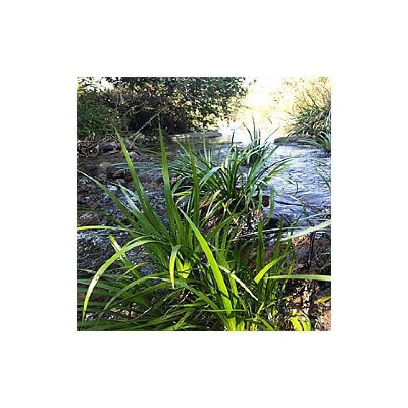 水生花卉植物红花美人蕉鸢尾再力花千屈菜梭鱼草旱伞草芦苇香