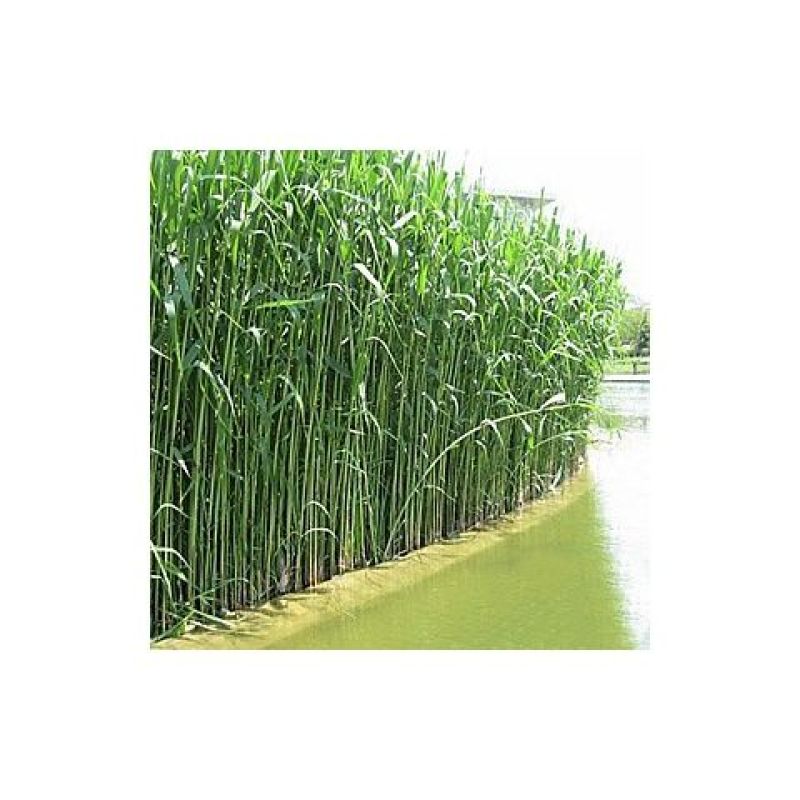 水生花卉植物红花美人蕉鸢尾再力花千屈菜梭鱼草旱伞草芦苇香