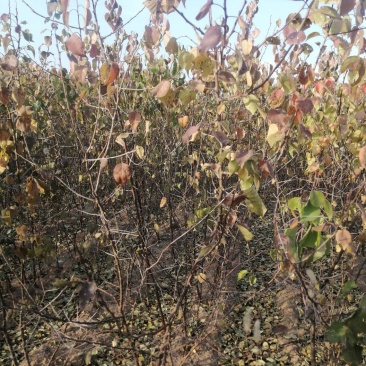 山杏苗自家苗圃基地培育的各种果树苗价格非常美丽！