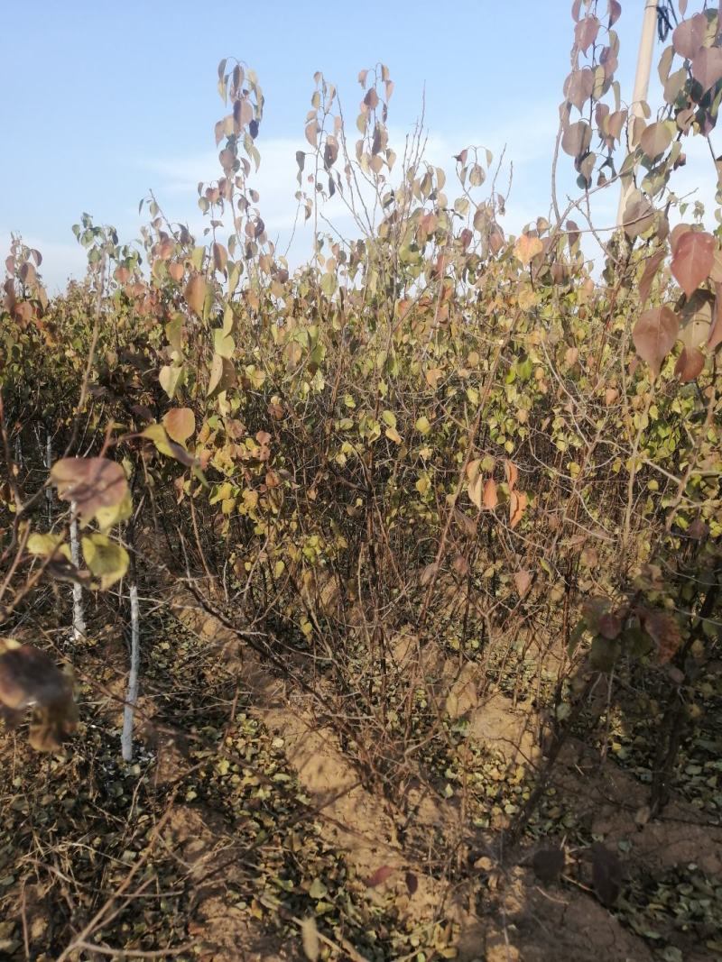 山杏苗自家苗圃基地培育的各种果树苗价格非常美丽！