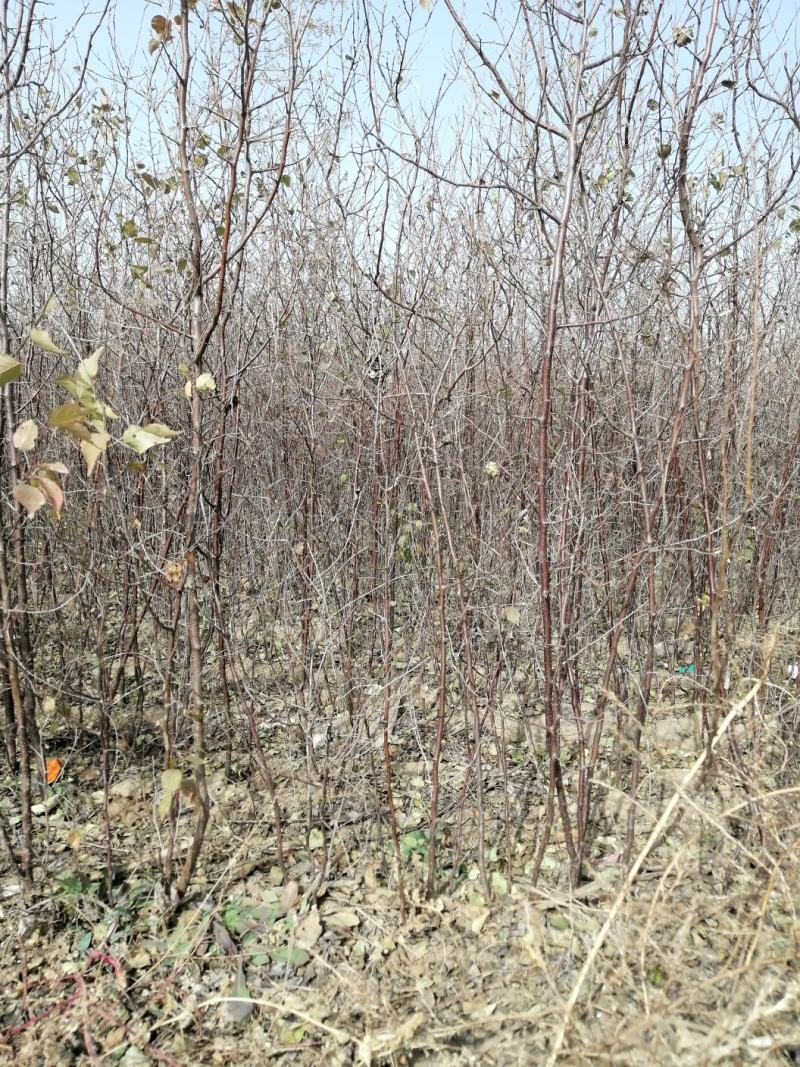 山杏苗自家苗圃基地培育的各种果树苗价格非常美丽！