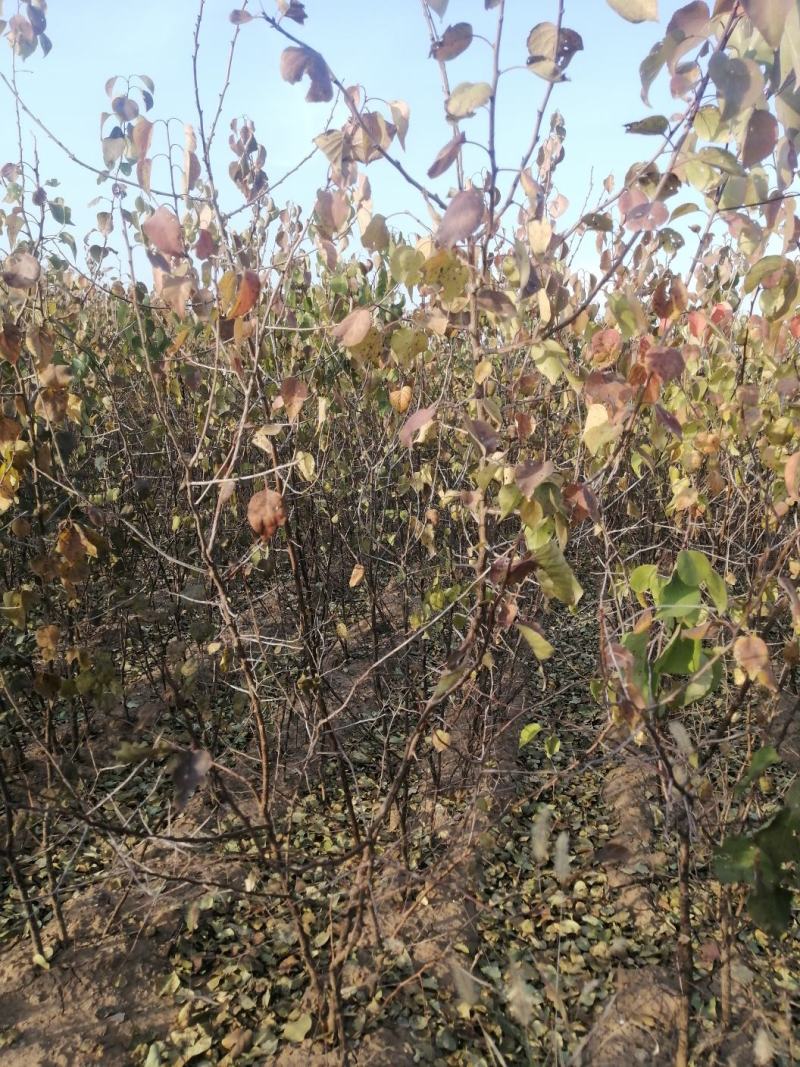 山杏苗自家苗圃基地培育的各种果树苗价格非常美丽！