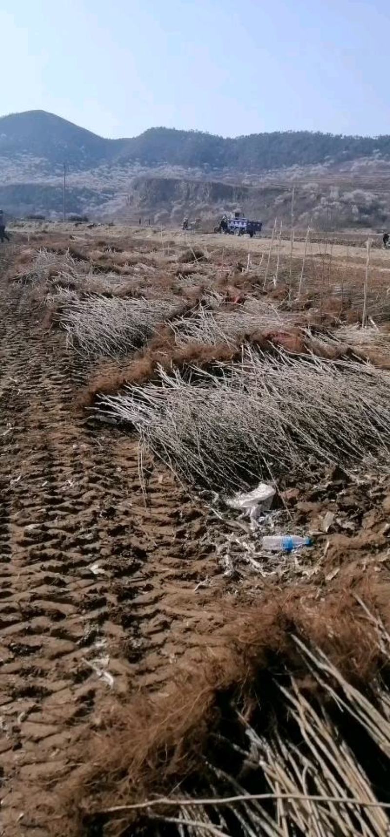 山杏苗自家苗圃基地培育的各种果树苗价格非常美丽！